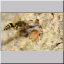 F-Ancistrocerus sp w02 beim Nestbau-Lehm wird im Rueckwaertsflug weggeschafft.jpg